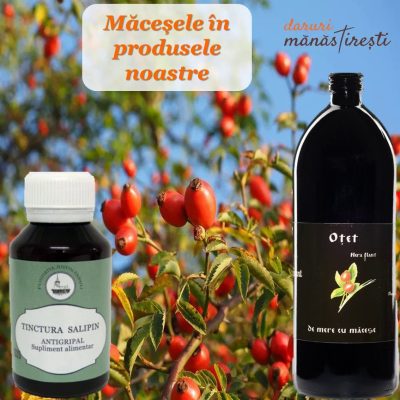Măceșele- sursă de vitamine și minerale