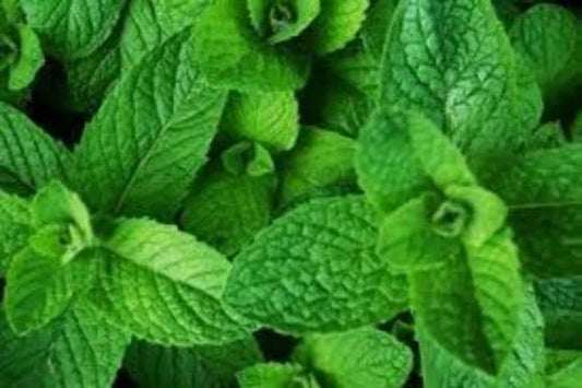 Menta- planta aromatică de leac
