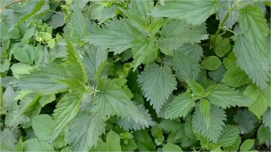 Urzica- darul naturii pentru sănătate