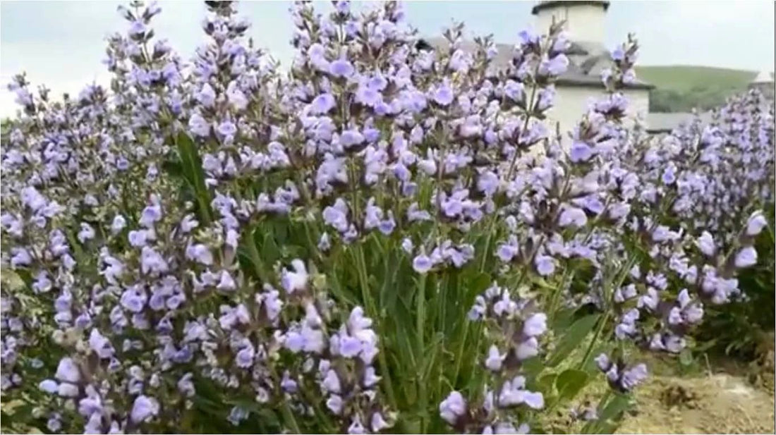 Salvia sau Palma Maicii Domnului