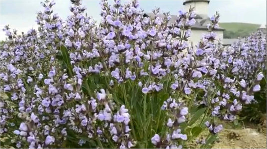 Salvia sau Palma Maicii Domnului