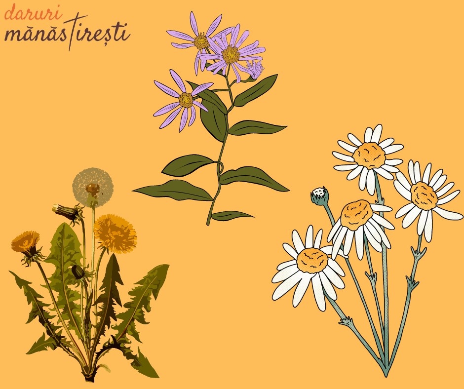 5 plante vindecătoare