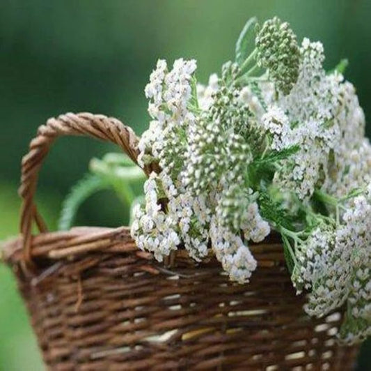 Coada-șoricelului remediul aparatului genital