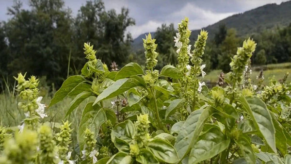Busuiocul leac pentru sănătate