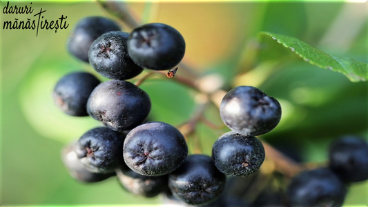 Aronia-Totul despre Fructul Pământului