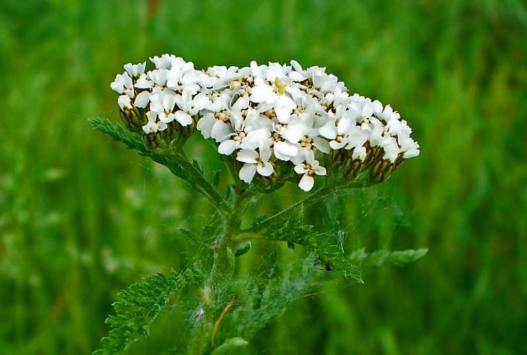 Coada șoricelului - O plantă de nădejde