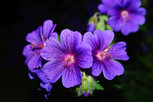 Mușcata - cea mai benefică floare