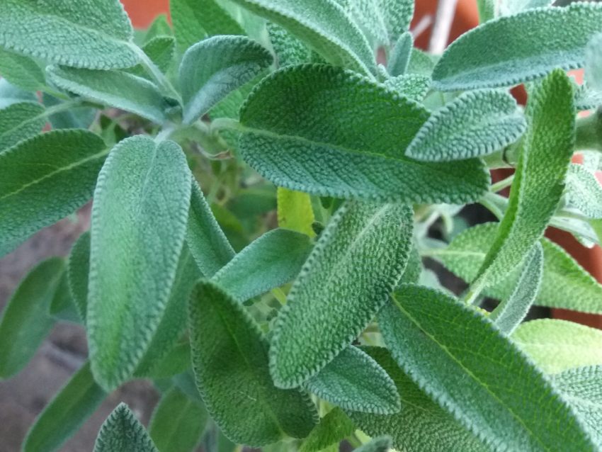 Salvia - Un strop de sănătate pură